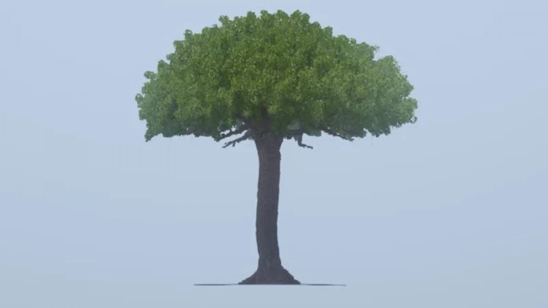 Giant Tree