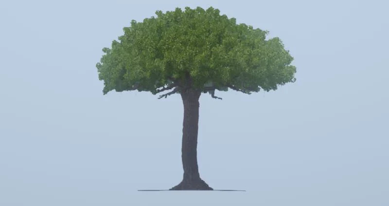Giant Tree - Image 2